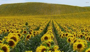 Україна збільшує площі під соняшником і ріпаком, скорочуючи посіви сої