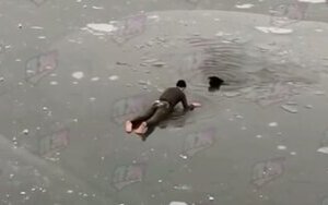 собака,порятунок