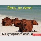 В разгар сезона