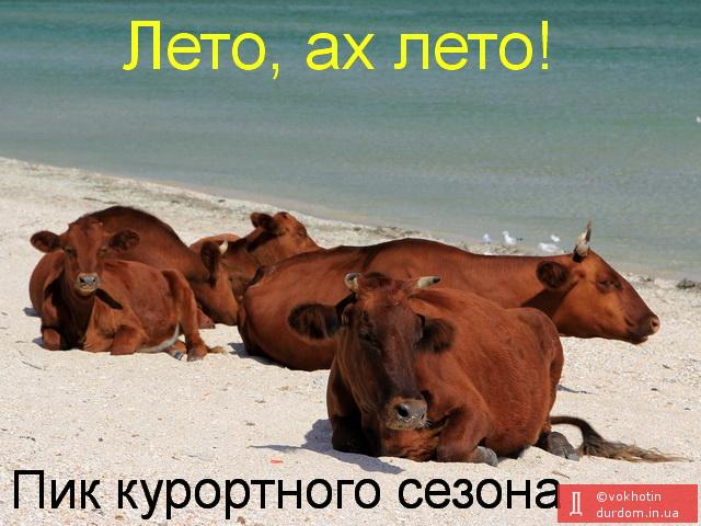В разгар сезона