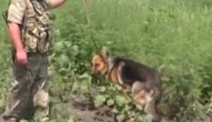 "Взрывчатку находим в таких местах, что никогда бы и не подумал": как украинские саперы разминируют прифронтовой Донбасс. ВИДЕО