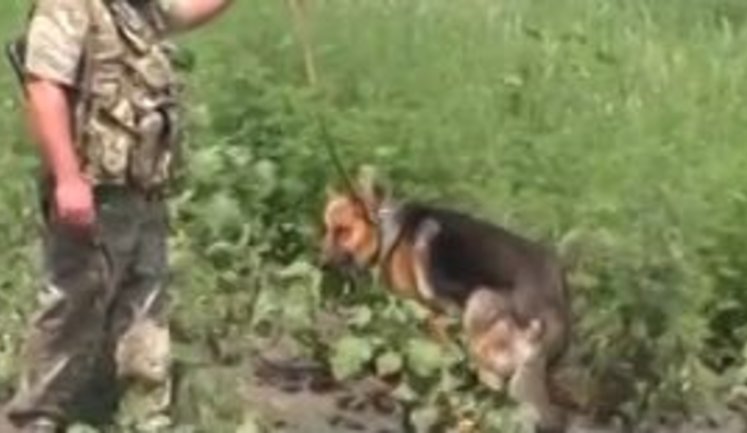 "Взрывчатку находим в таких местах, что никогда бы и не подумал": как украинские саперы разминируют прифронтовой Донбасс. ВИДЕО