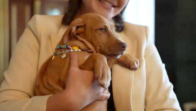 Boxer Crawford presented Zelenskyy with a puppy in Kyiv