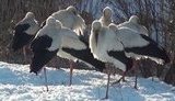 Об урожае фруктов можно забыть - на юге страны вымерзло до трети садов. ВИДЕО