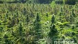 Среди плавней: на Херсонщине обнаружили плантацию конопли на 10 млн грн. ВИДЕО+ФОТОрепортаж