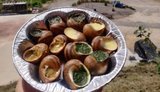 Російська атака пошкодила равликову ферму на Київщині