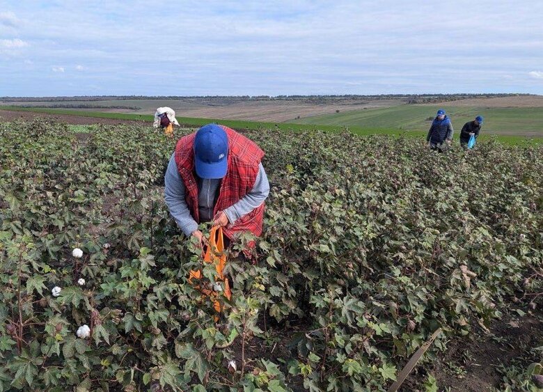 В Україні розширять посіви бавовни