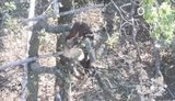 Птахи Мадяра знищили окупанта