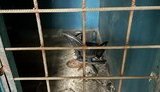 вовчанськ,катівня