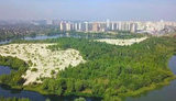 осокорки