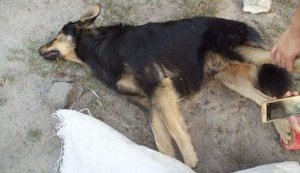 Невідомі в Києві розстріляли собак. ФОТОрепортаж