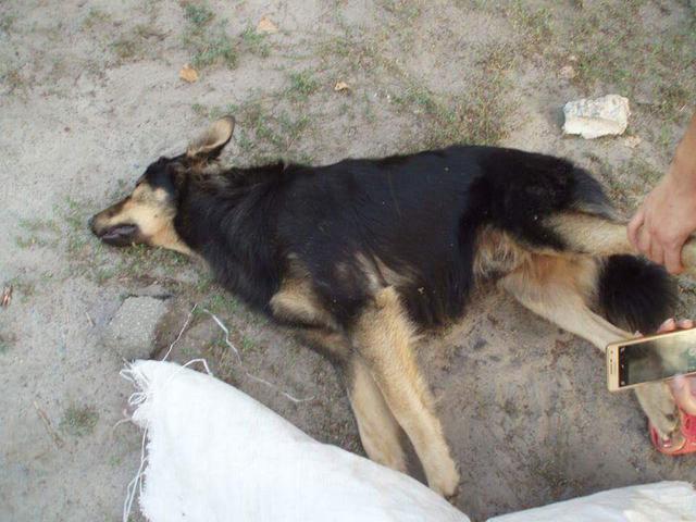убийство собаки