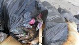 На субботнике в Донецке травили чипированных собак: выбрасывали вместе с мусором. ФОТОрепортаж
