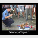 БандераТерьер