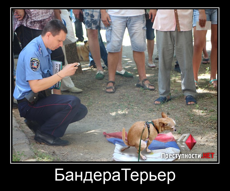 БандераТерьер