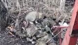кіт гризе окупанта