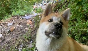 У суботу активісти збираються прибрати сміття в Голосіївському парку