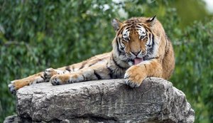 Перший випадок зараження тигра коронавірусом зафіксовано в зоопарку Нью-Йорка
