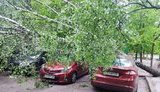 Ураган у Чернігові виривав дерева з корінням і пошкодив автомобілі. ВІДЕО+ФОТОрепортаж