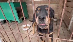 400 dogs and nearly 40 horses from combat zone could end up on streets: shelter in Kharkiv region is facing closure. VIDEO