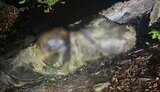 Тіло чоловіка виявили прикордонники у горах Закарпаття