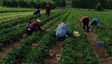 Польские работодатели ищут вместо украинцев работников в странах Азии и Латинской Америки.