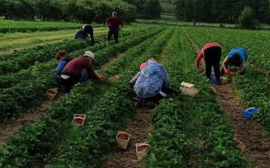 Польща замінює українських працівників мігрантами з Азії та 