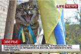 Зверье