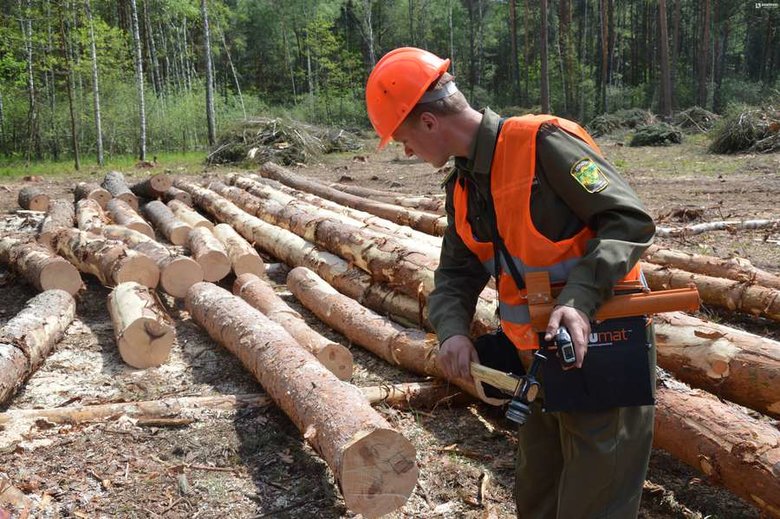Хто буде продавати ліс на мільярди гривень 05