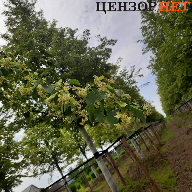 Липи, призначені для майбутнього меморіалу Небесної Сотні, цвітуть у розсаднику під Києвом 05