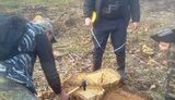 лес проверка стрый