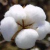Lana Vulgaris