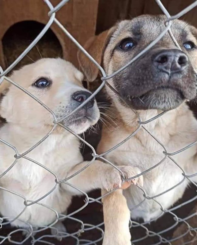 В Калуше полностью затопило приют для животных Дом Сирка, в котором содержалось около 300 собак 01 В Калуше полностью затопило приют для животных Дом Сирка, в котором содержалось около 300 собак 01