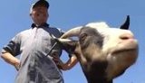 Кабмин расширил перечень получателей дотаций на развитие животноводства