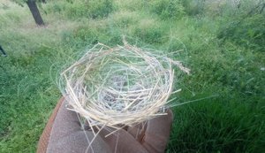 Птахи на Донеччині почали вити гнізда з оптоволоконних кабелів від FPV-дронів. ФОТОрепортаж