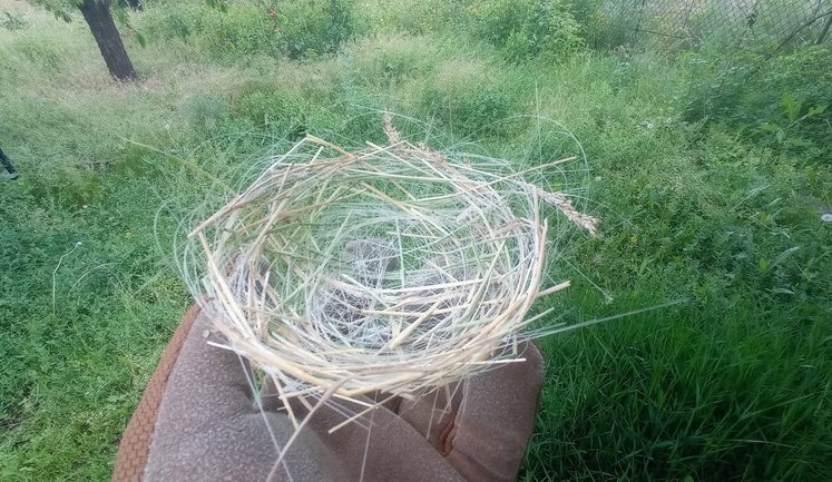 Птахи на Донеччині почали вити гнізда з оптоволоконних кабелів від FPV-дронів. ФОТОрепортаж