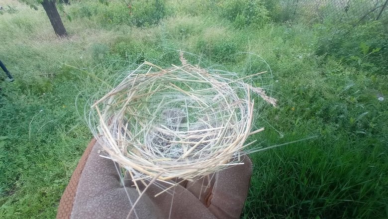 nests