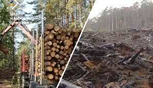 Окупанти почали масову вирубку лісів на ТОТ