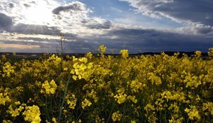 Валютна виручка від експорту ріпакової олії з України за пів року зросла у 2,2 раза
