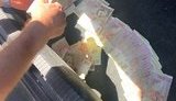 Поліцейський у Херсоні вимагав 20 тис. грн за непритягнення до відповідальності місцевого жителя, - СБУ. ФОТО