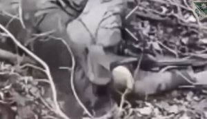 Пуля выносит мозги российскому штурмовику на Покровском направлении. ВИДЕО