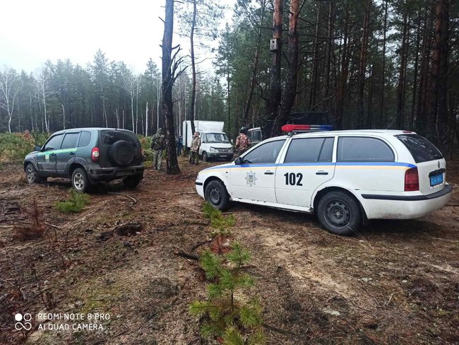 Новорічні браконьєри вирубали на Чернігівщині понад 800 сосен на пів мільйона гривень 05