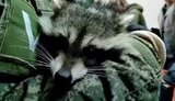 єнот,херсонський