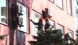 Янукович едет в Енакиево: в городе срочно выкрашивают бордюры и моют окна. ФОТОрепортаж
