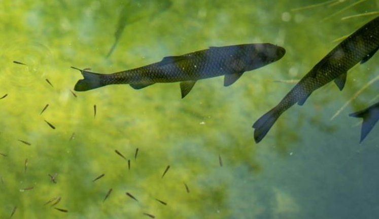 Підприємці зможуть отримати від держави 30% компенсації витрат на розведення риби. Які умови?