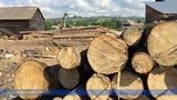 Рада запретила вырубку лесов на склонах Карпат