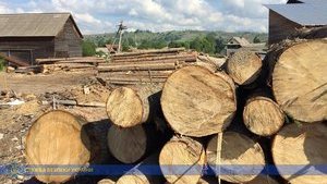 Рада запретила вырубку лесов на склонах Карпат