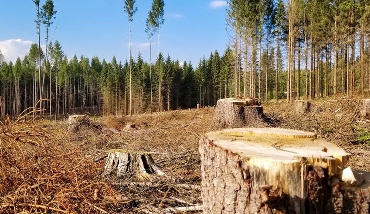Мінприроди запустило процес створення "лісової монополії". До чого тут Юрушев та "Слуги народу"?