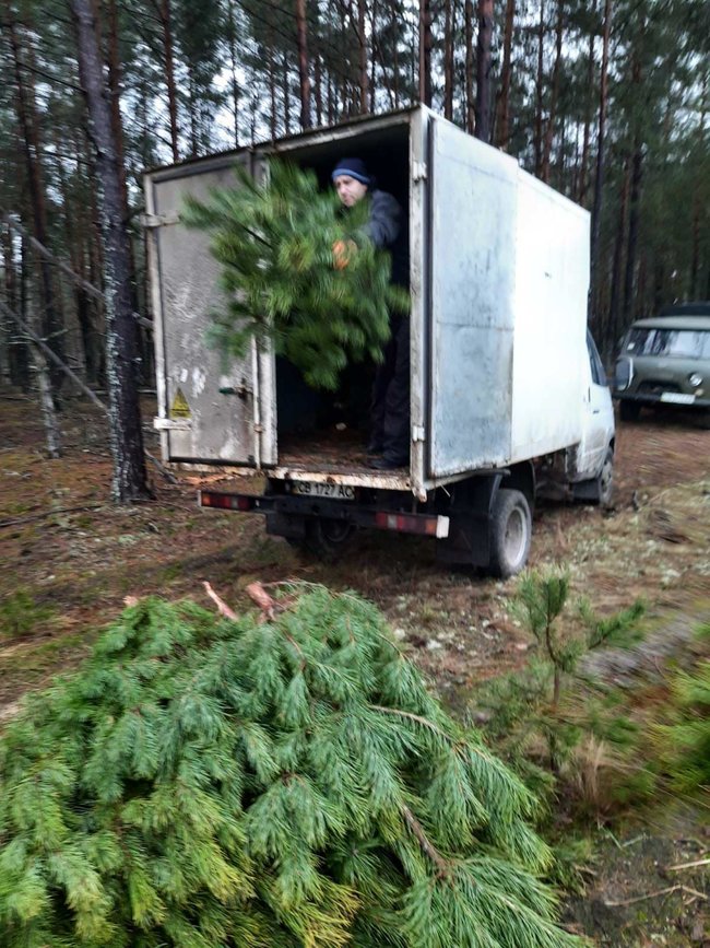 Новорічні браконьєри вирубали на Чернігівщині понад 800 сосен на пів мільйона гривень 06