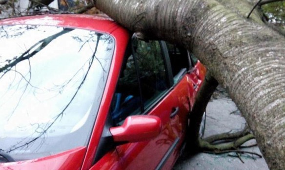 Toppled trees and damaged cars: State Emergency Service liquidating storm aftermath in Lviv and region 02